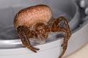 Cyrtophora_ZZXYX_D4068_Z_90_Coochi island_Australie